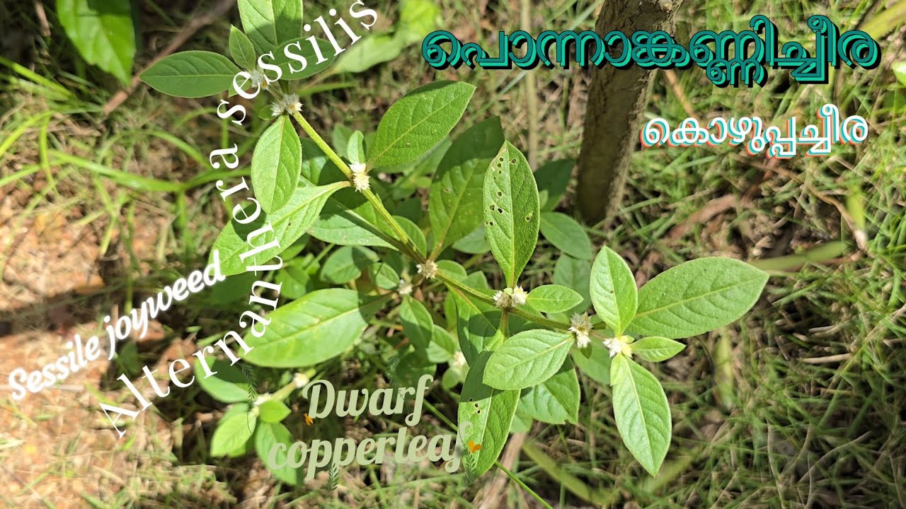 🌿 പൊന്നാങ്കണ്ണിച്ചീര 🥗 കൊഴുപ്പച്ചീര 🌿 Alternanthera sessilis 🥗 Sessile joyweed 🌿 Dwarf copperleaf 🥗