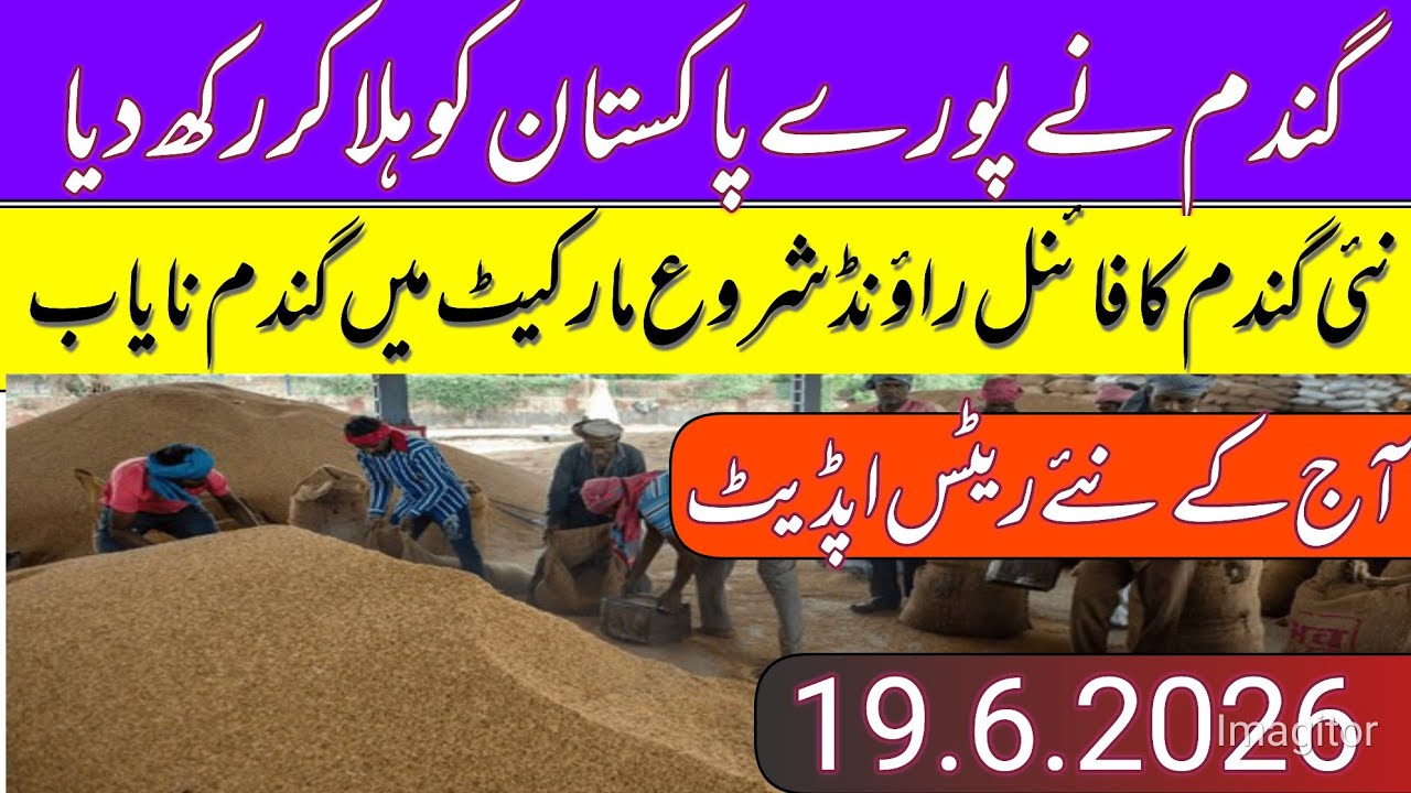 New Gandum Rates Today 2026 || New Wheat Price Today || Gundam kay RatesToday 2026