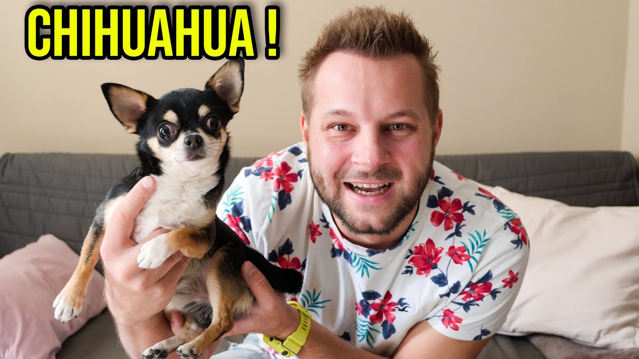 CIEKAWOSTKI O HODOWLI CHIHUAHUA W DOMU