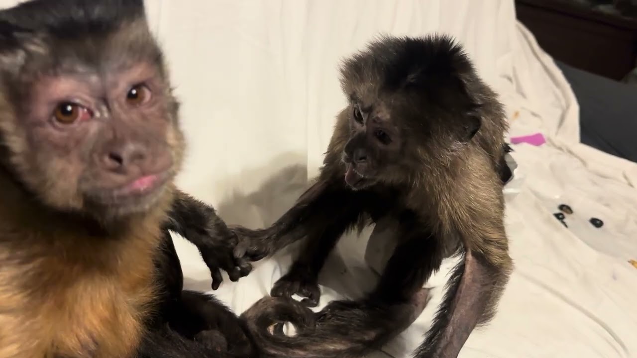 He Thinks I Am Cute Monkey Love
