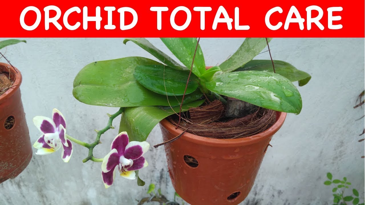 ORCHID || Complete care (with english subtitle)