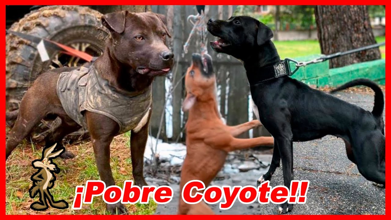 CREARON al PERRO pequeño mas PODEROSO DEL PLANETA – Pit bull + Patterdale