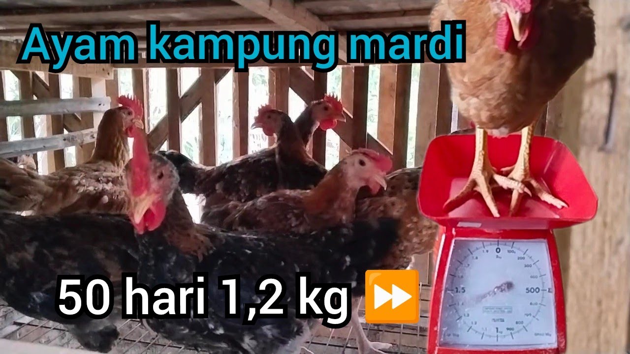 50 Hari Bobot 1,2 KG ‼️ Ayam Mardi Ayam Kampung Pedaging Super