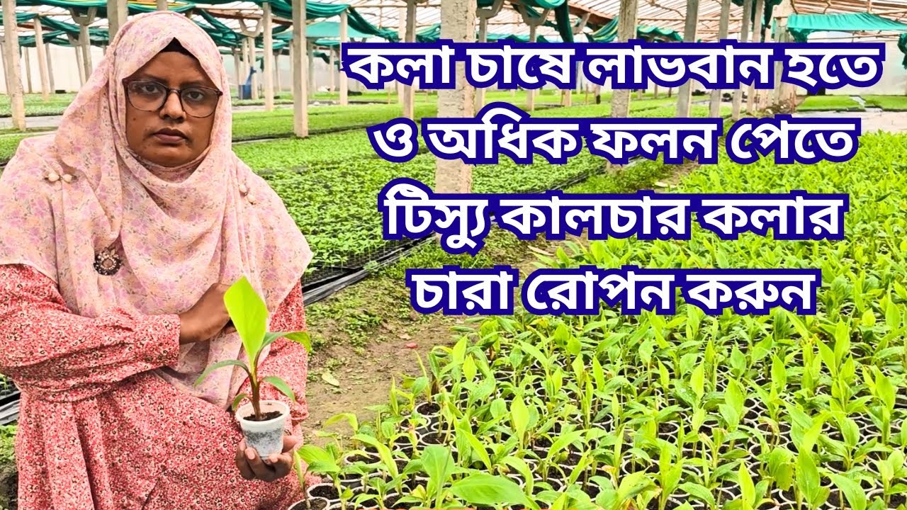 টিস্যু কালচার কলা চারা | উচ্চফলনশীল ও উন্নতমানের কলা চারা | জি নাইন কলা