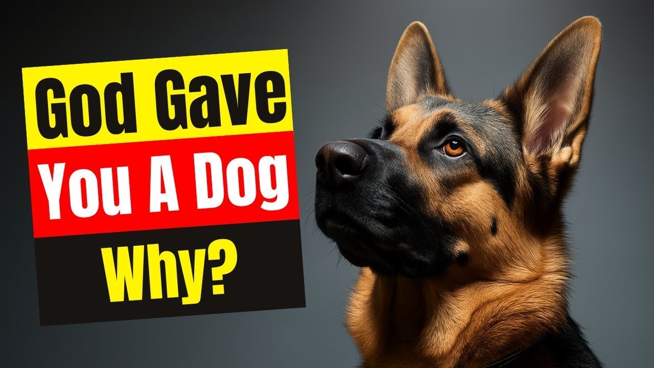 Бог послал вам собаку не просто так – вот почему.