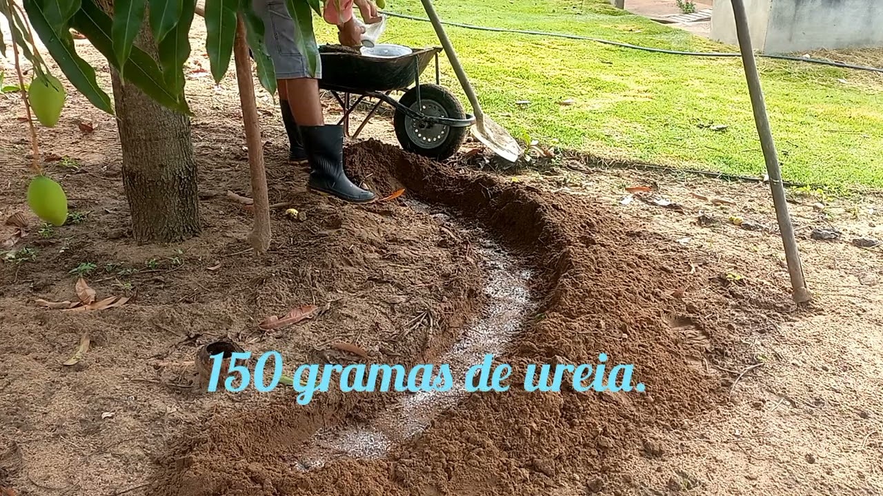 Adubação de raiz com 10 10 10 NPK, pra o crescimento de frutos nos pés de manga.