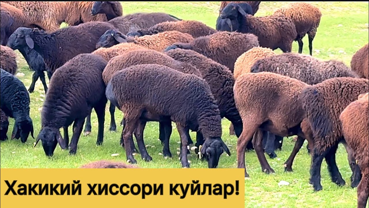 Хакикий хиссори куйлар! 978539798☎️