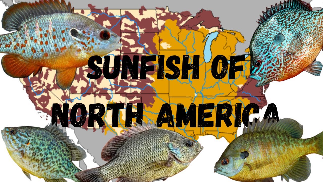 The Sunfish Species Of North America: a guide with range maps (Lepomis)