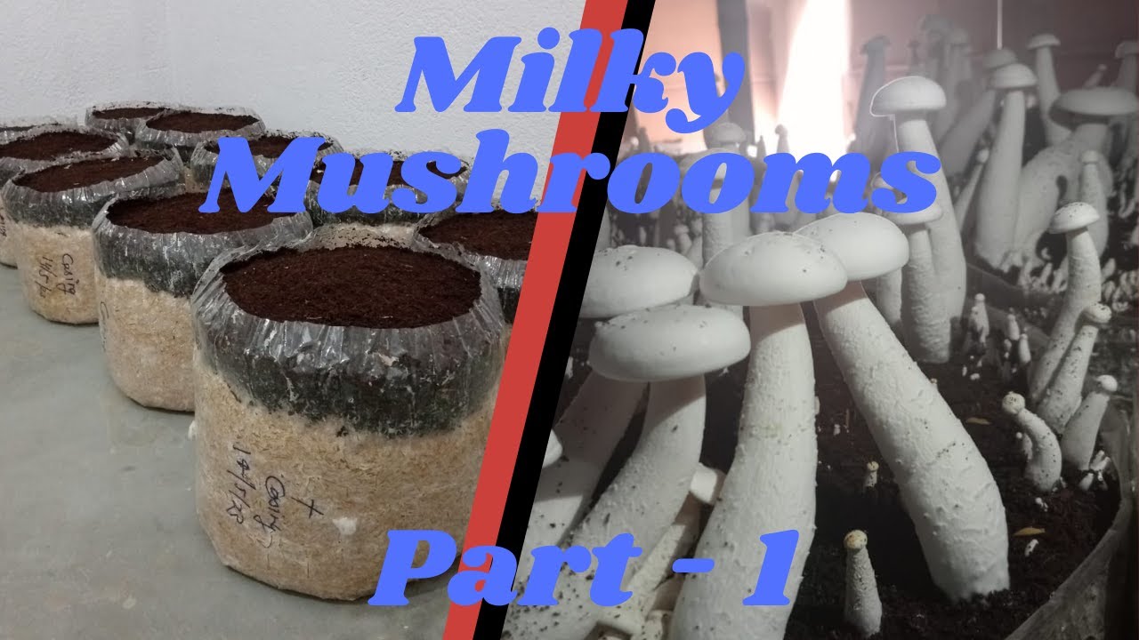 Complete Guide to Milky Mushroom Cultivation: From Spawn to Harvest-Part  1, Summer Season, Team GBS