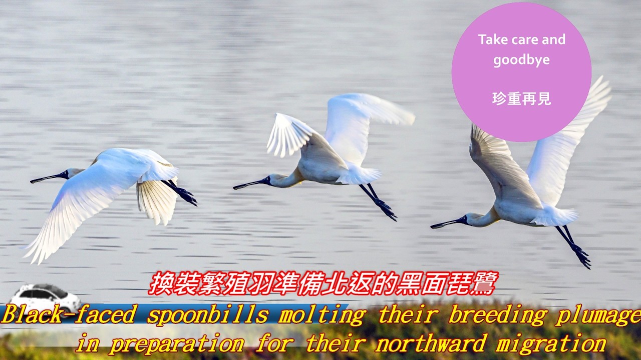換妝繁殖羽準備北返的黑面琵鷺Black faced spoonbills molting their breeding plumage in preparation for their northwa