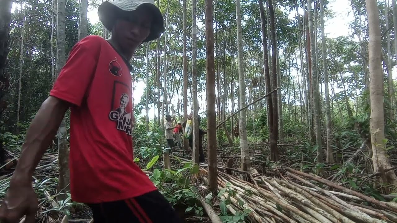 SELESAI SUDAH MENCARI LANJARAN BUAT DILAHAN MASING2