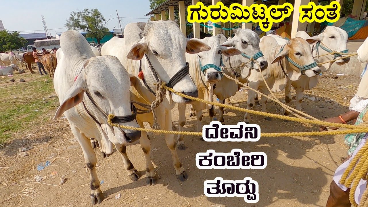 Gurumithkal bullocks market - Deoni, Kamberi, Thurpu and more