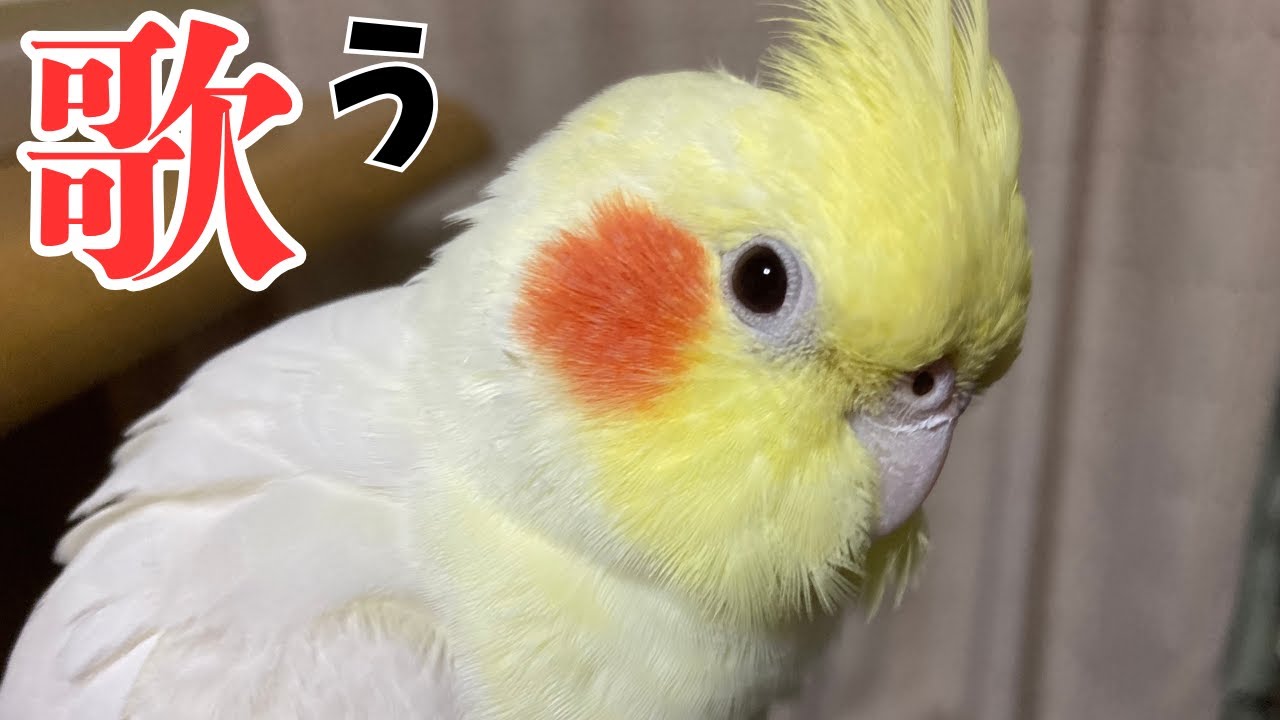 力強いお歌をお聞きください【オカメインコ】放鳥　歌