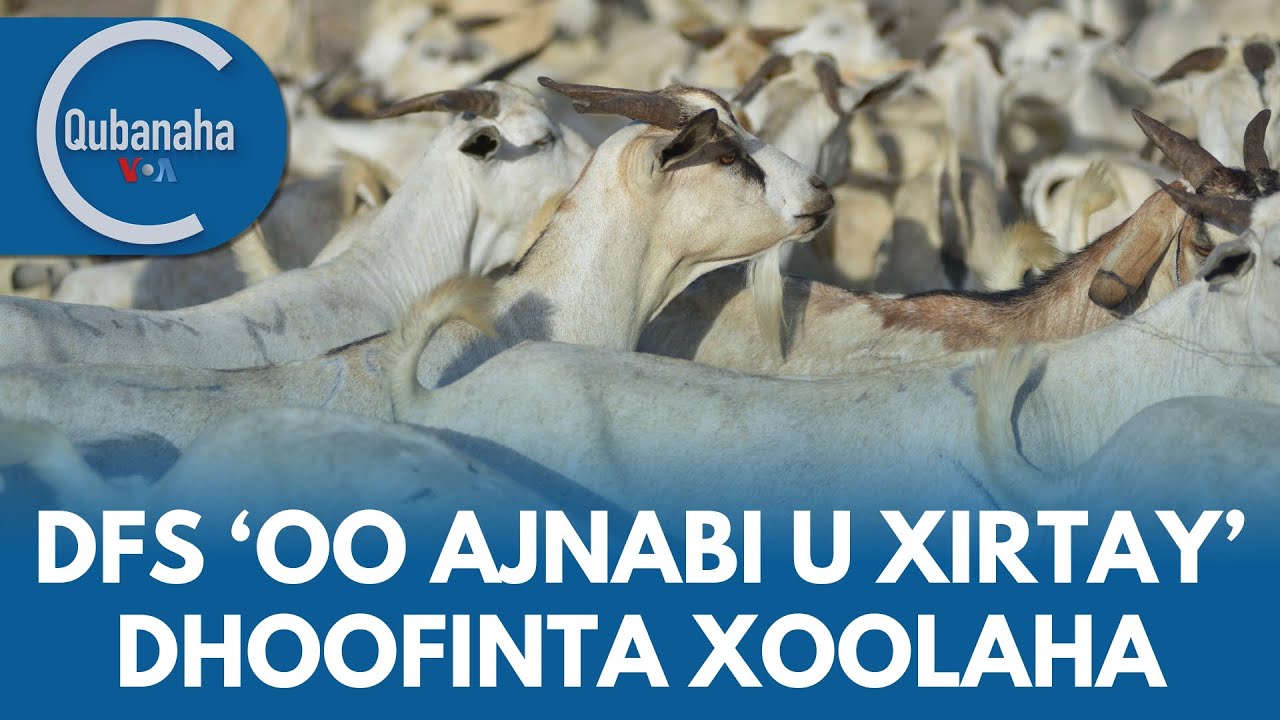 Dhoofinta xoolaha Soomaaliya oo loo xiray ajnabi | Qubanaha VOA