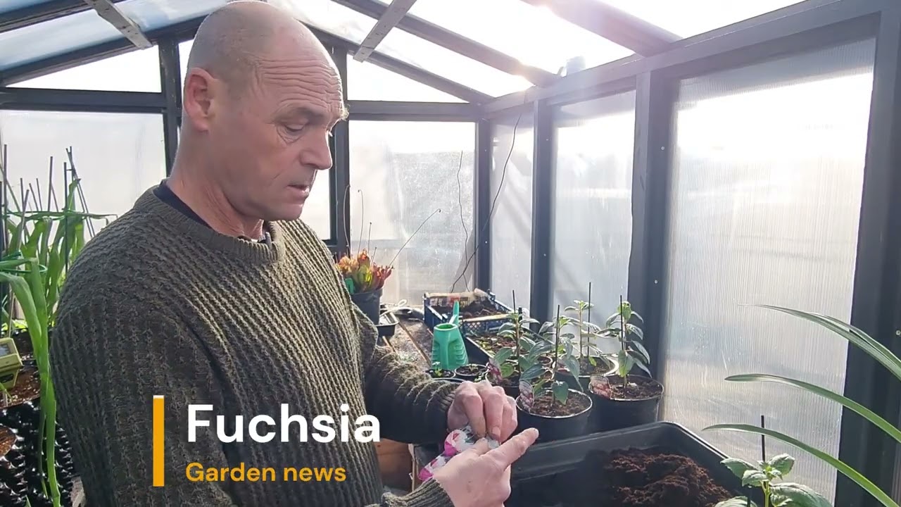 Getting standard fuchsias started