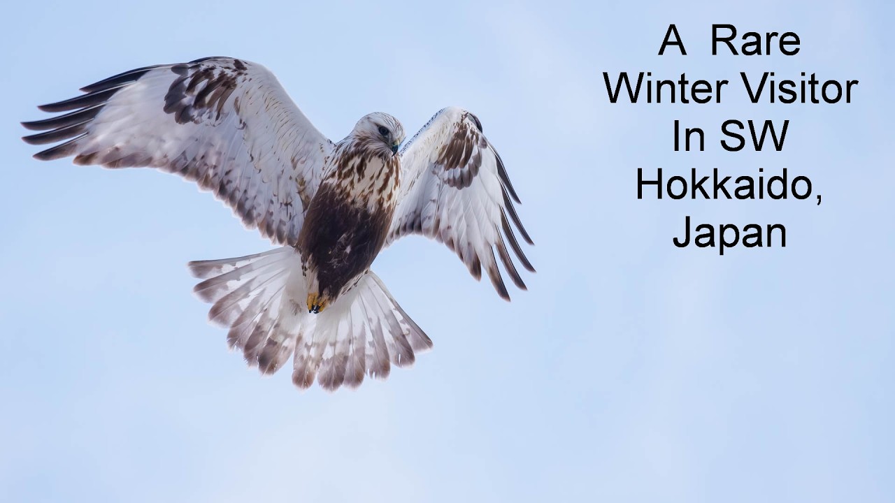 A Rough-legged Buzzard!