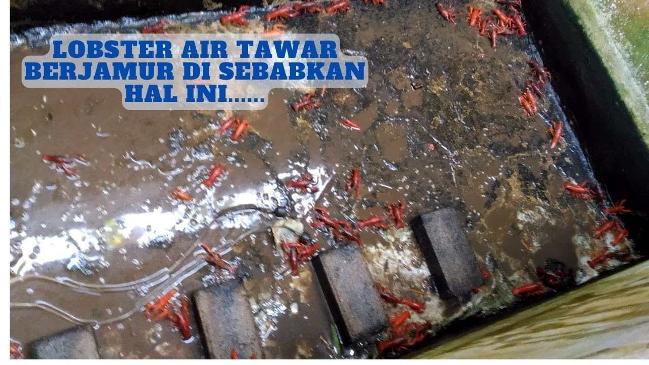 Hal Ini Yang Menyebabkan Lobster Air Tawar Berjamur