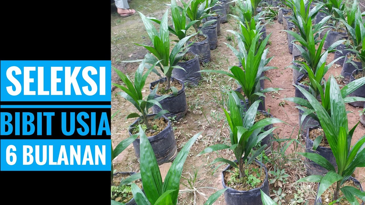 Seleksi bibit usia 6 bulanan(langsung cabut) #ppks#bibitunggul