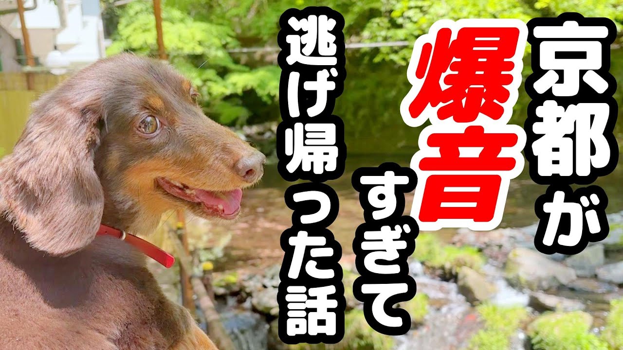 シーズンを避けて行った京都旅行。とある理由で残念過ぎました💦【カニンヘンダックスフンド】
