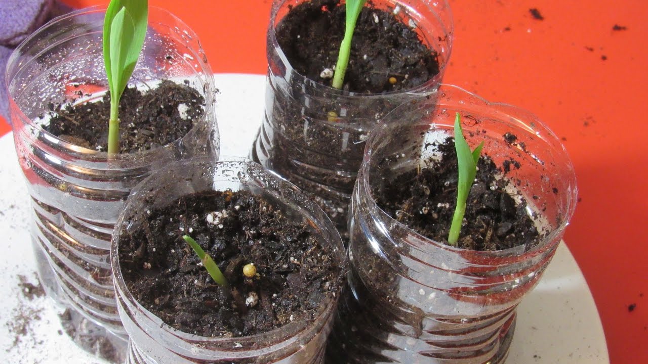How To Grow sweet corn in container|| PART 1