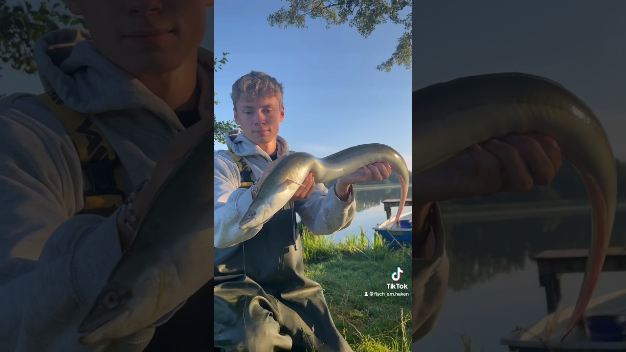 Perfekt K&ouml;fi auff&auml;deln👌🏼🐟 #fishing #angeln #fish #baitfishing #tutorial #howto #learn #eel