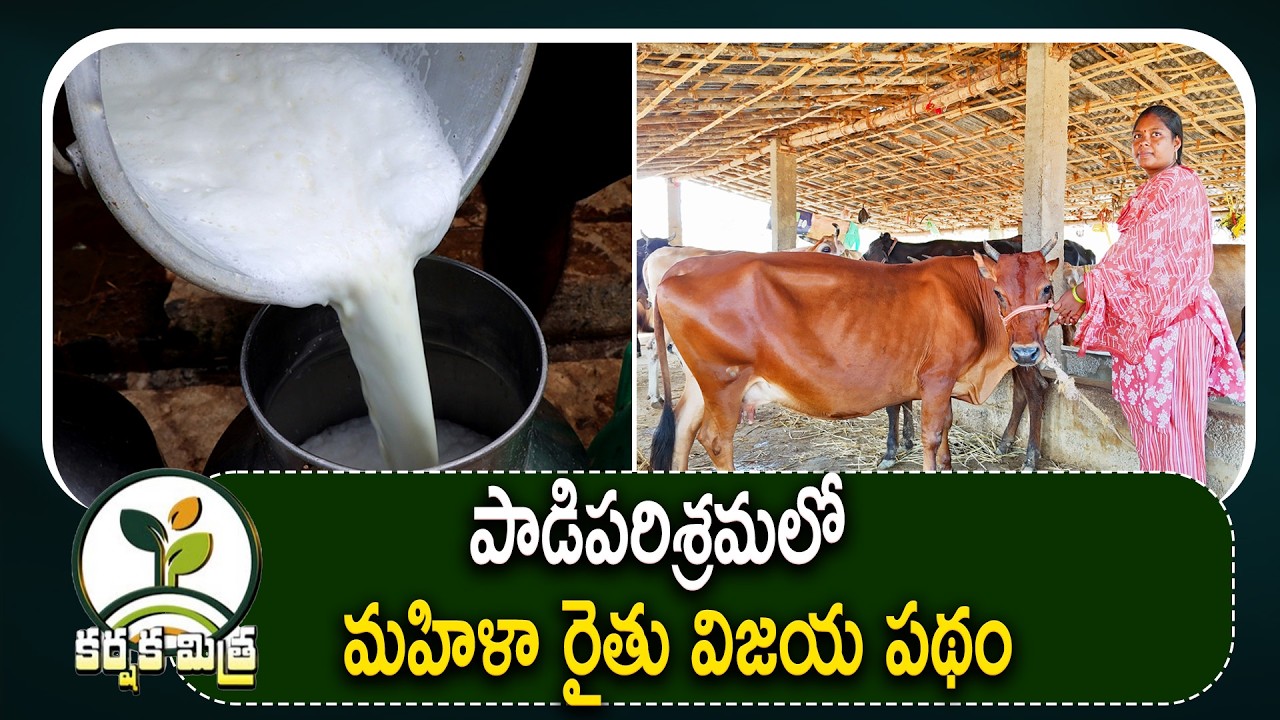 పాడిపరిశ్రమలో మహిళా రైతు విజయ పథం || Women Farmer Success in Dairy Farming || Karshaka Mitra #dairy
