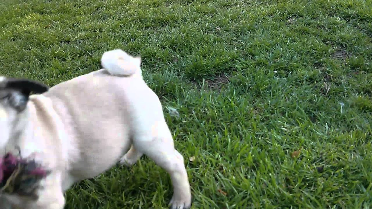 KC Registered Boy Pug Puppy