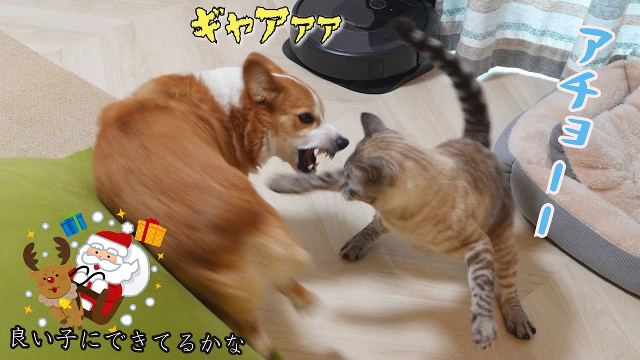 クリスマスに暴れる犬猫にサンタは来るのか？！