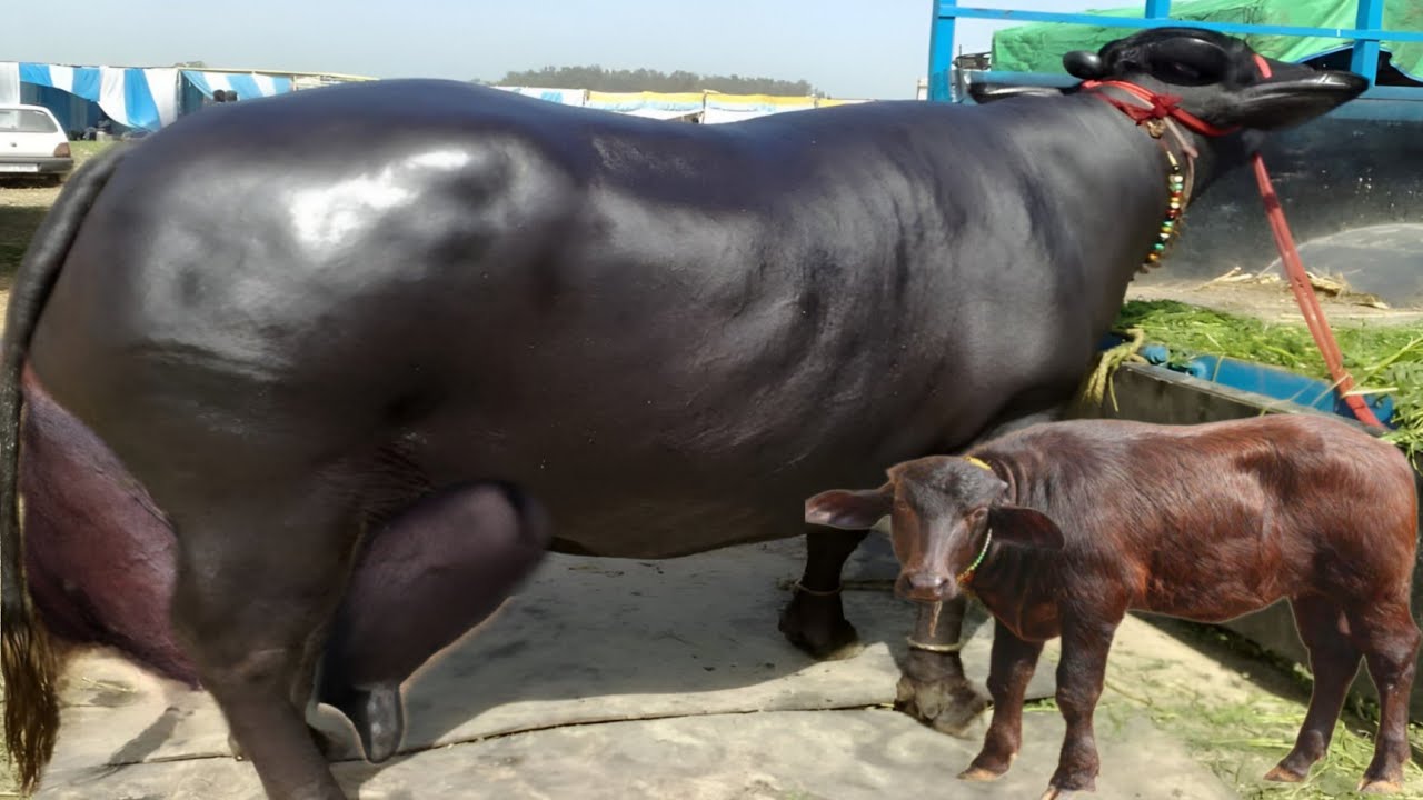 World's No 1 Highly Milking Biggest Udder Murraha Buffalo Full Documentary Video || Indean Buffalo