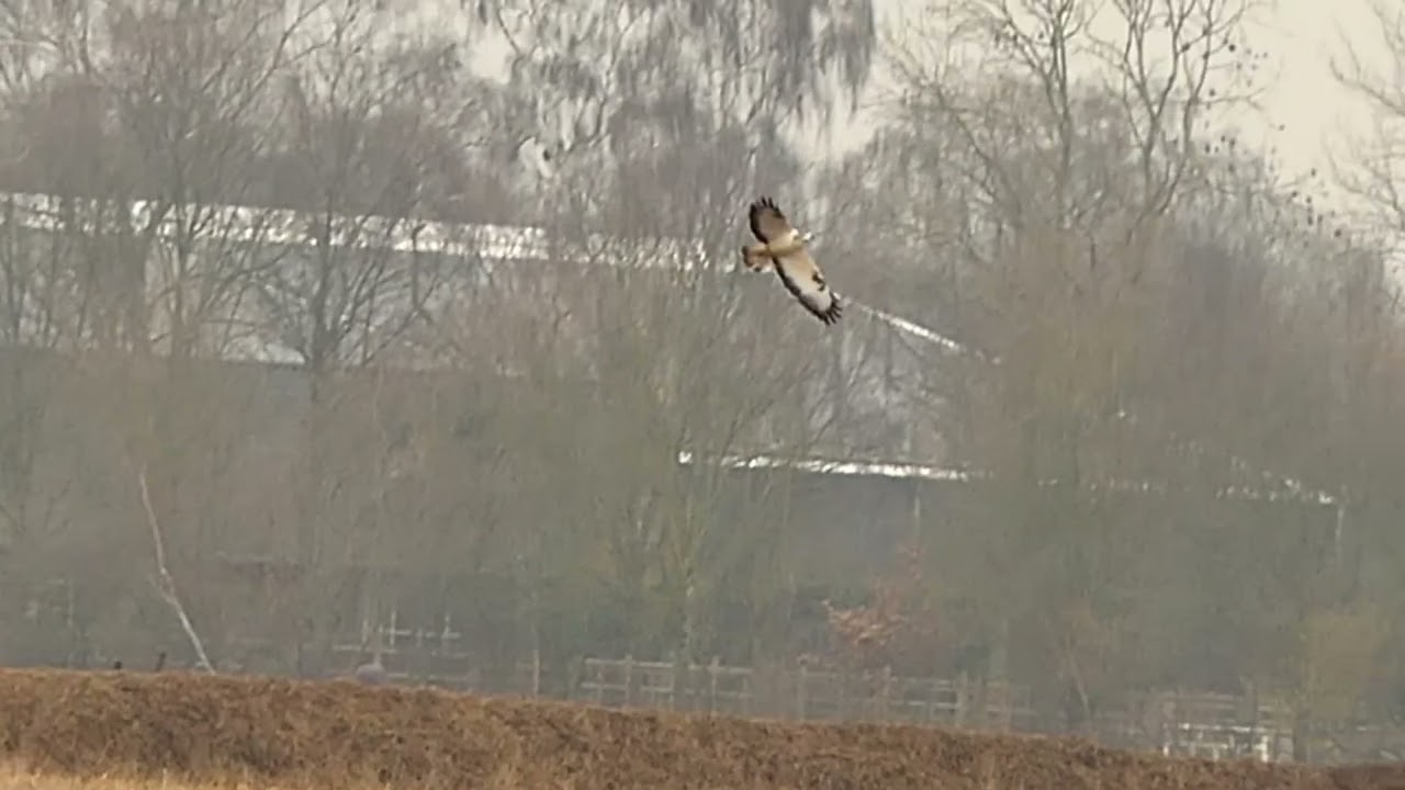 Mariapeel met dieren op het land en in de lucht