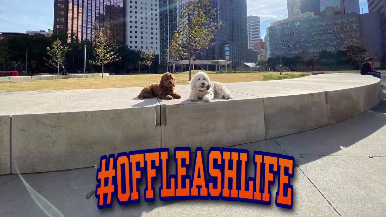 Zoey & Teddy Doodles Before & After Video Off Leash K9 Training DFW