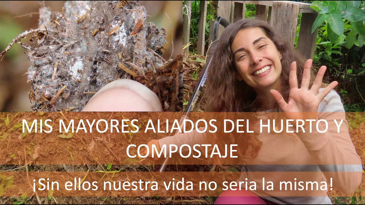 ¿Filamentos blancos en el compost? Conozca los ACTINOMYCETES o ACTINOBACTERIAS