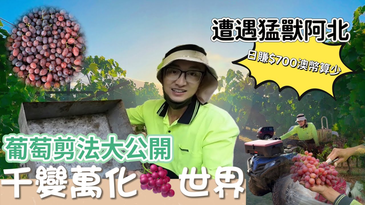[2023]澳洲打工度假：千變萬化的葡萄作法｜一窺究竟葡萄世界｜猛獸不是傳奇真的存在著｜日薪$20000台幣不是傳說｜Working in Australia 🇦🇺