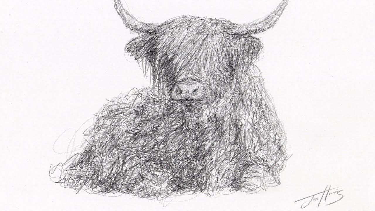 How to Sketch Draw a Highland Cow in a Loose Style