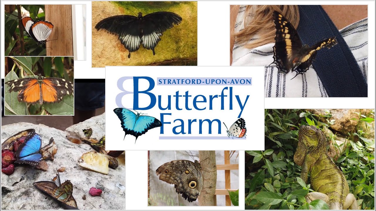 Stratford Butterfly Farm / house Stratford-upon-Avon, Warwickshire, England