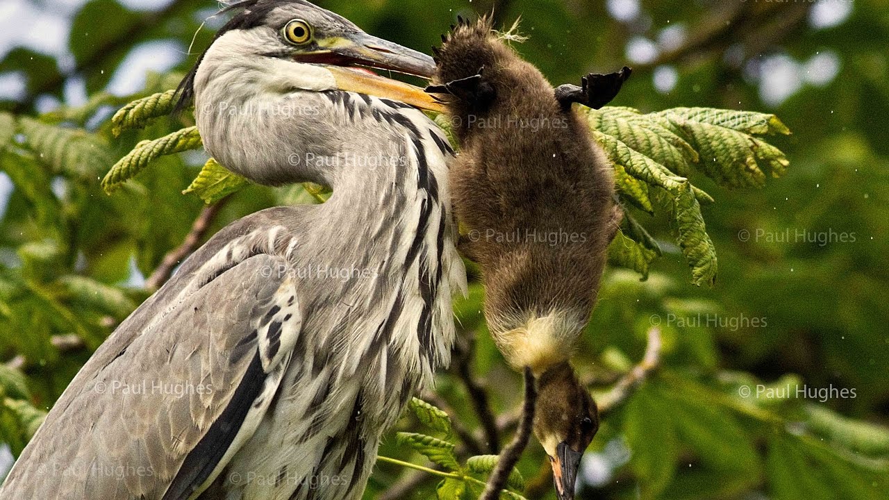 A heron uses its special bird adaptations to eat an enormous duck meal 