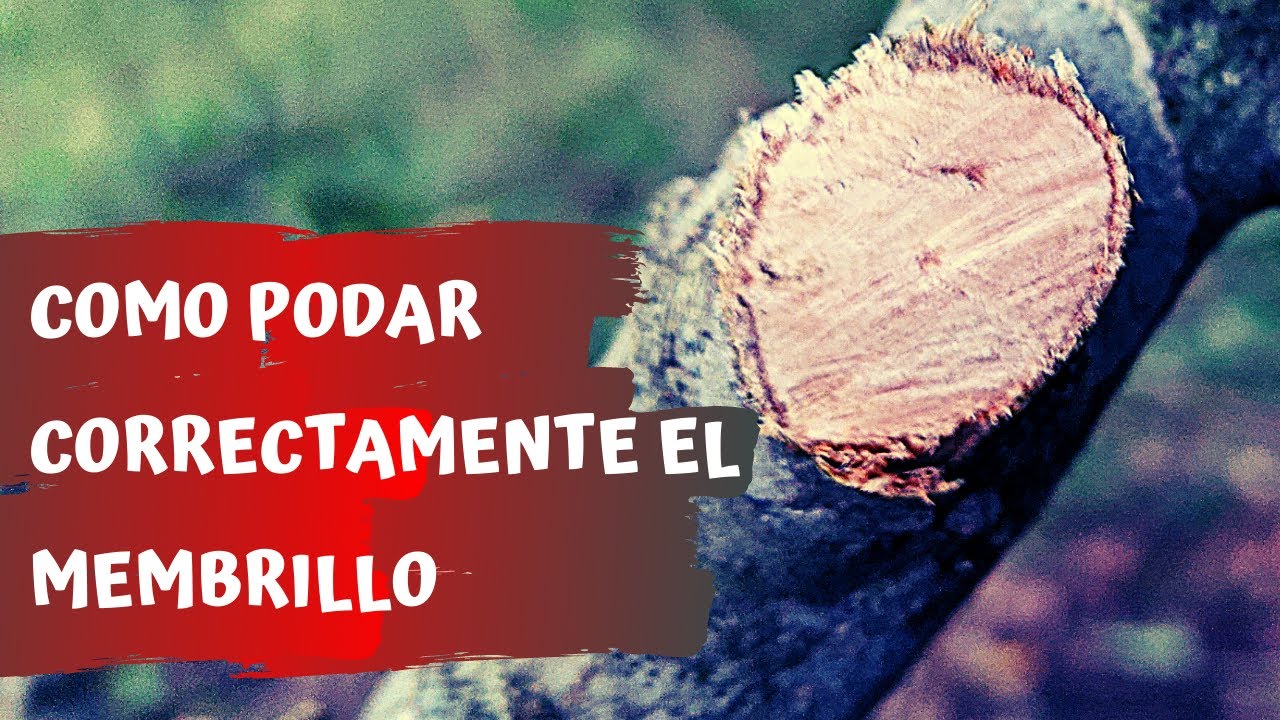 Secretos de Podado para Membrillos