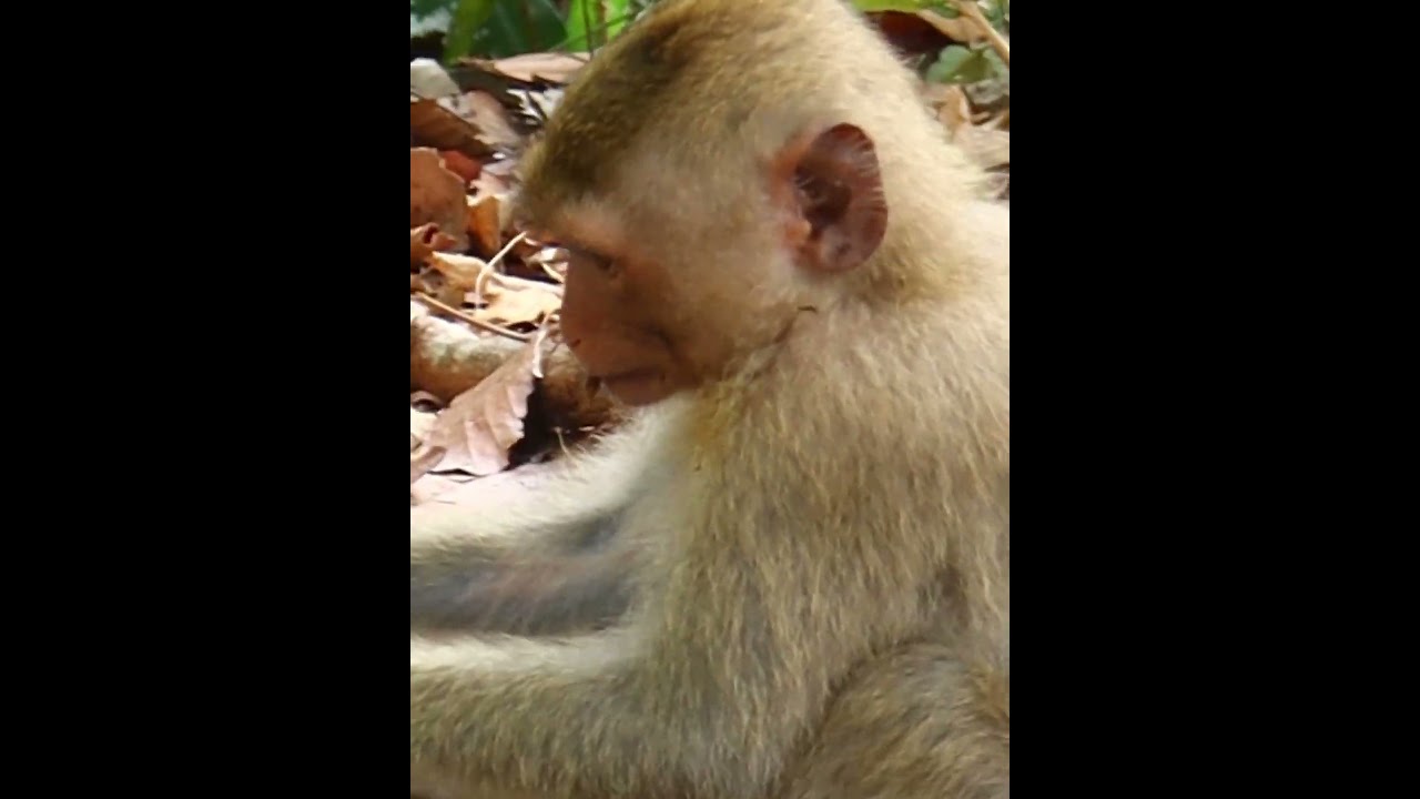 Monkey Rainbow #monkeyrainbow