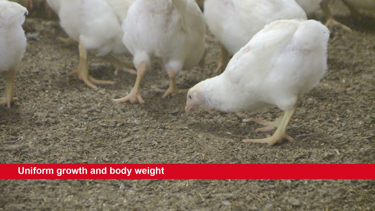 Reflex, the spin off for an excellent breeder performance - Poultry system