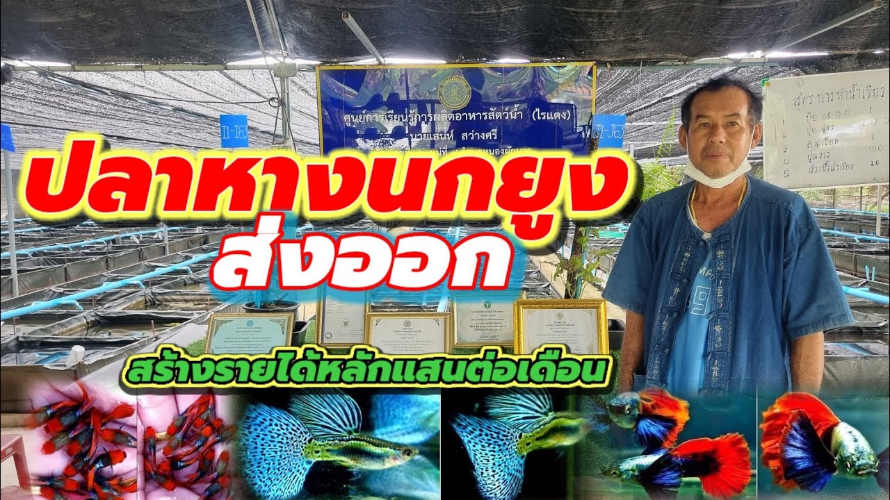เลี้ยงปลาหางนกยูง ส่งออกต่างประเทศ อ.สามชุก จ.สุพรรณบุรี