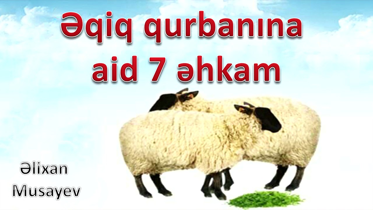 Əlixan Musayev - Əqiq qurbanına aid 7 əhkam