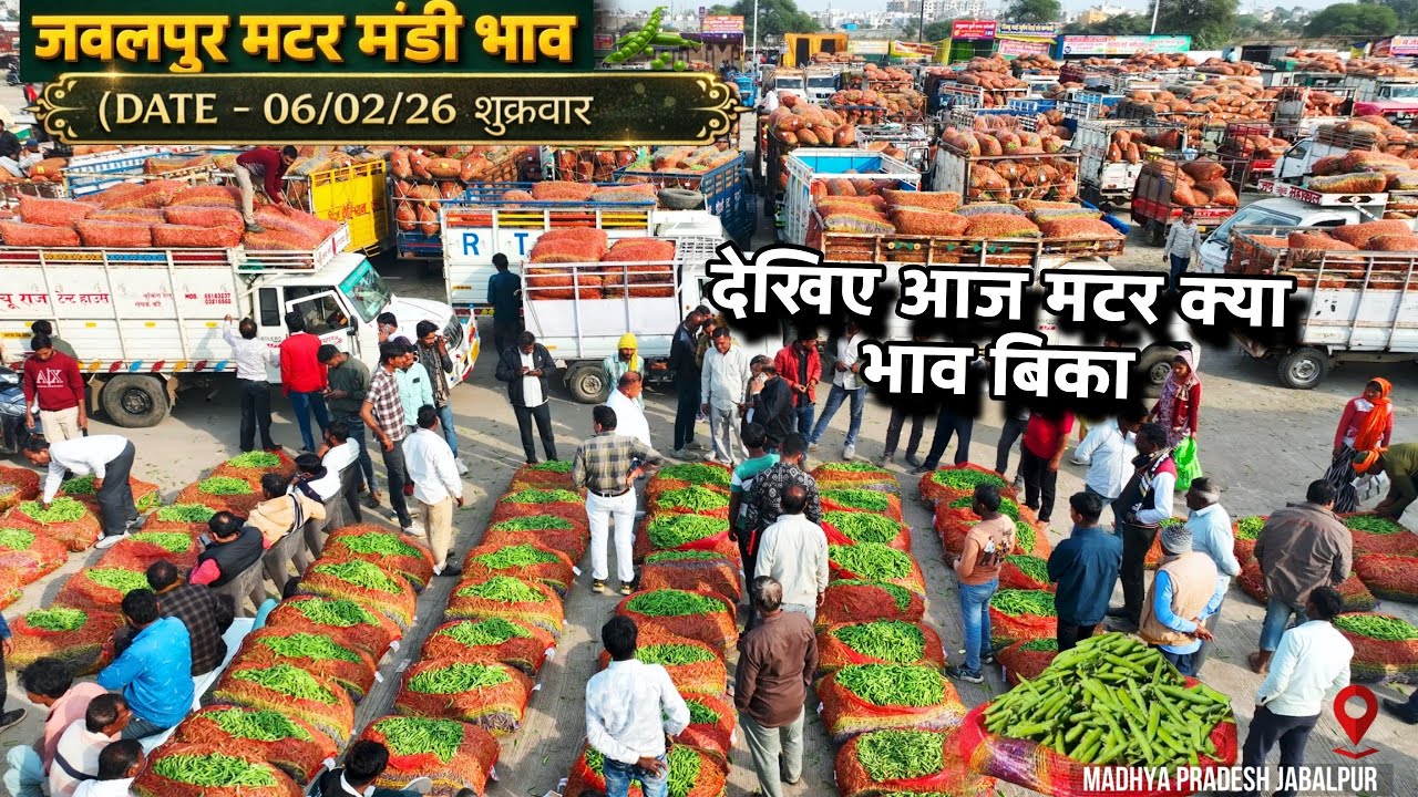 Jabalpur Matar Mandi Today Rate | 06 Feb 2026 मटर मंडी भाव | आवक कम, रेट डाउन – जानिए पूरी अपडेट