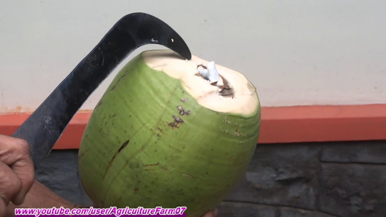 Young Coconut || Green Coconut || Cutting Skills