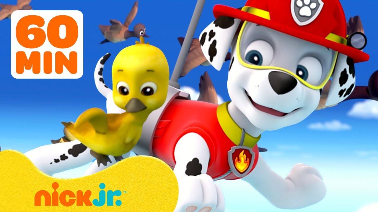 PAW Patrol - Salvataggi e avventure di piccoli animali 🐥 Compilation di 1 ora | Nick Jr. Italia