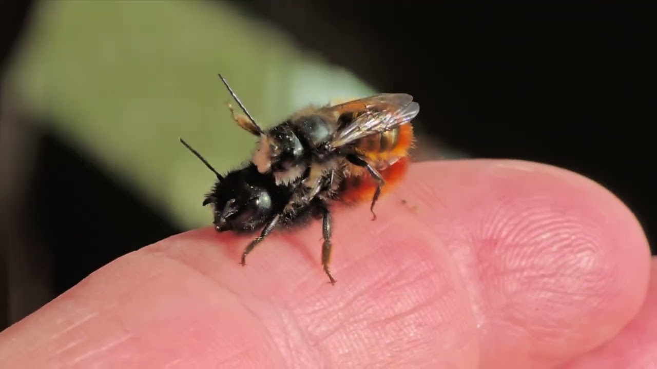 Frühling im wilden Garten in Oberbiel.