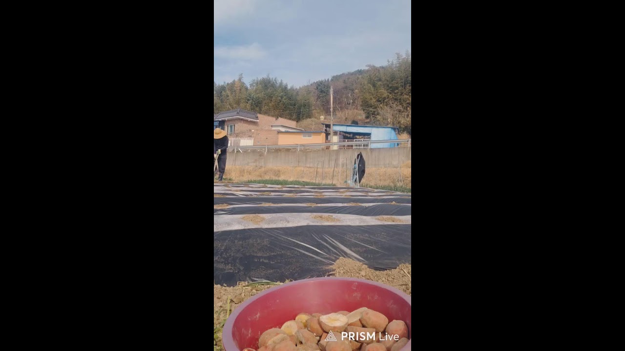 헐랭이농부 감자심어유 이밴준비 # 수다방 라이브 방송♡