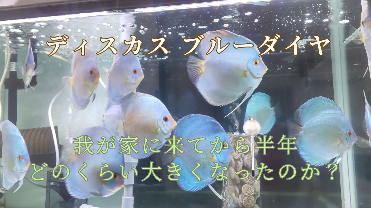 【26】ディスカスが我が家に来てから半年、大きくなるまでの成長の記録