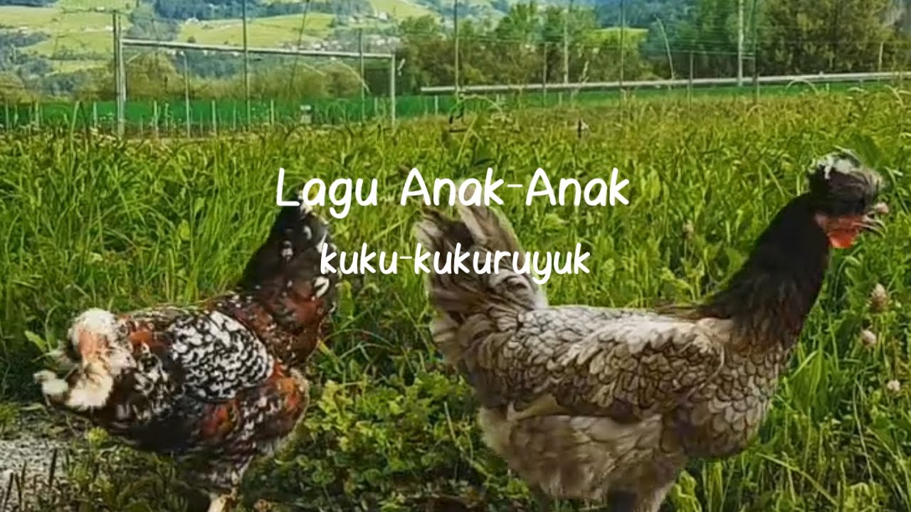 Lagu anak - Kukukukuruyuk