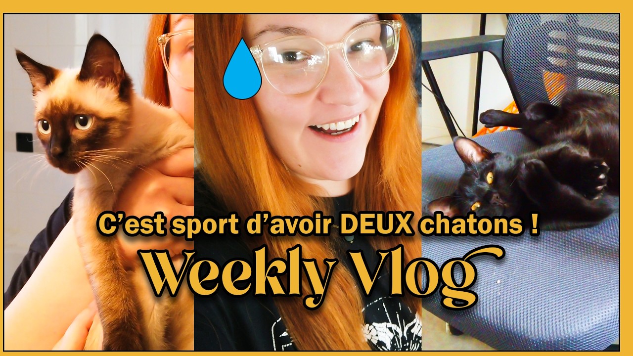 1 mois avec nos chatons, bilan & beaucoup de bêtises que j'ai réussi à filmer !🌻 WEEKLY VLOG
