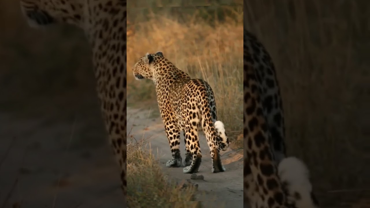 Panthera pardus! #yearofyou #pantera #leopard